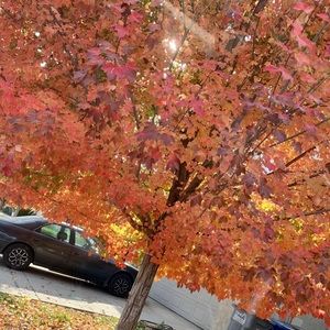 Meet your Posher, Angelica